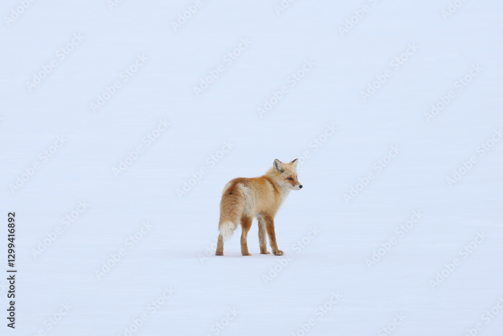 Fototapeta premium red fox