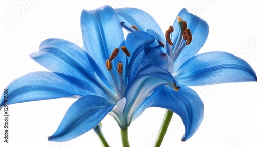 Exotic Blue Lily: Stunning Bloom Isolated on White Background