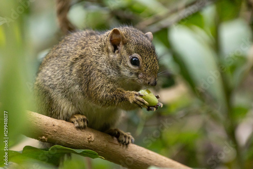 Obraz na płótnie Baumhörnchen frißt auf dem Baum w salonie