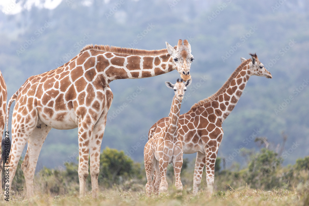 Obraz premium Giraffen in Afrika