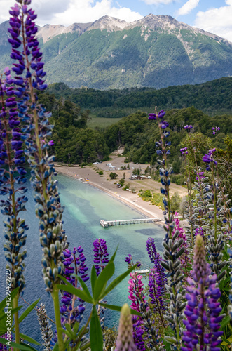 Foto Lupinos. Mirador del Lago Espejo - Villa La Angostura, Argentina