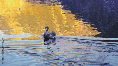 A young swan glides through rippling water reflecting golden and blue hues, creating a serene and picturesque nature scene.