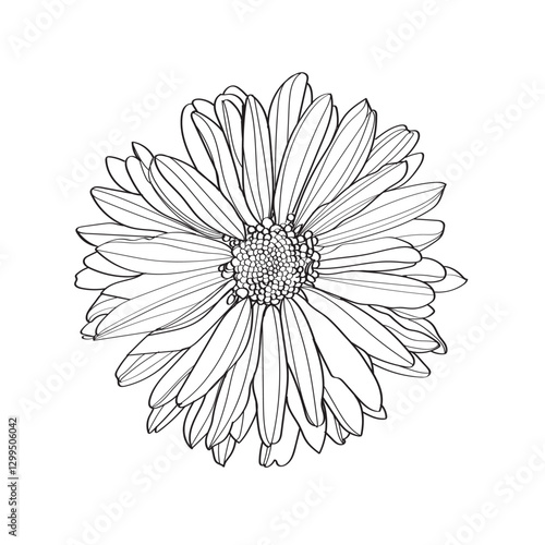 Black and white line illustration of daisy flowers on a white background. Flower chrysanthemum isolated on white
