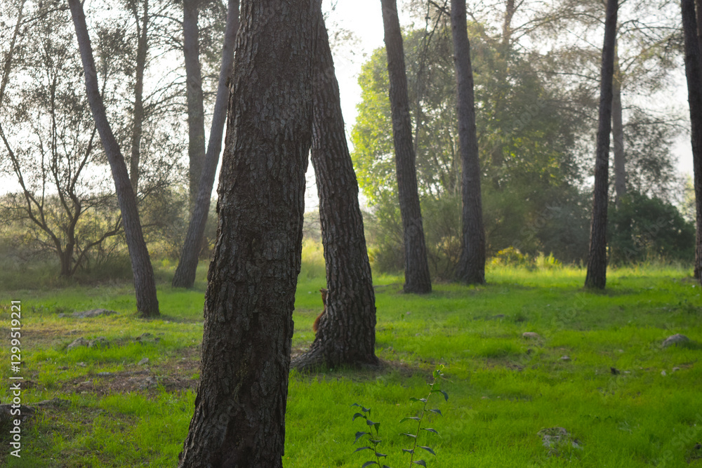 Obraz premium Green Meadow with Trees in Light Fog