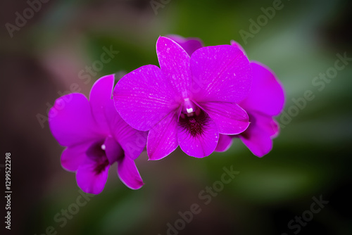close up of a purple flower