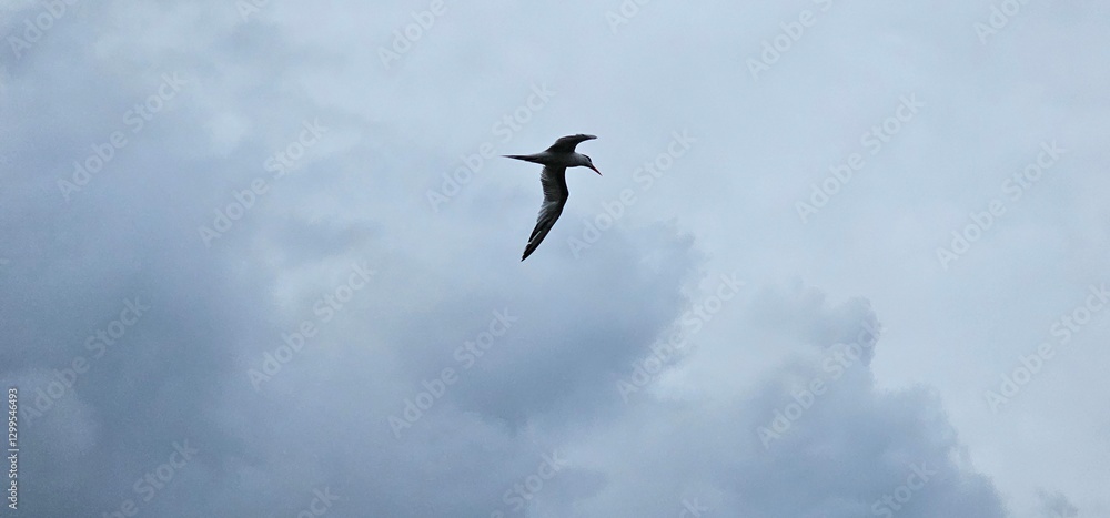 Brown Noddy soars through cloudy sky Brown Noddy soars through cloudy sky