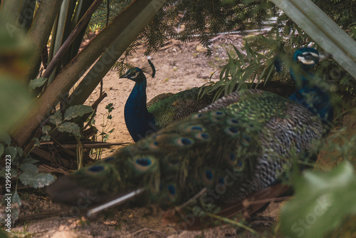 2 peacocks with beautiful feathers