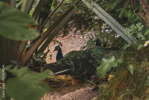 2  peacocks in the grass