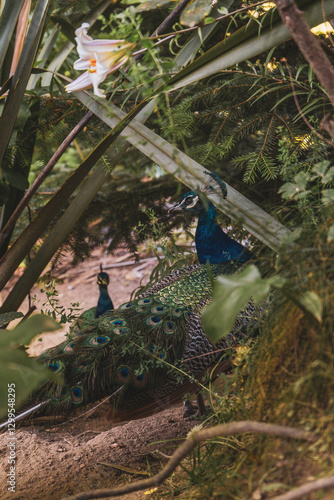 2 peacocks with beautiful feathers