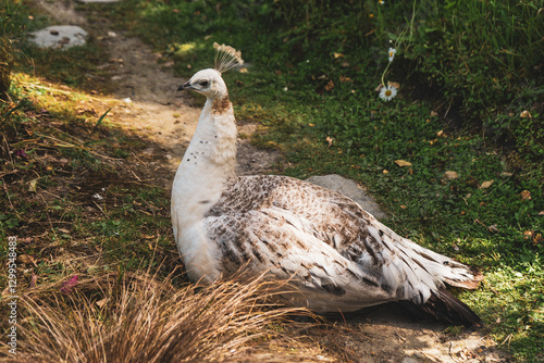white female peacock in the grass