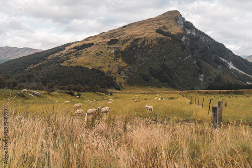 herd of sheep on a meadow