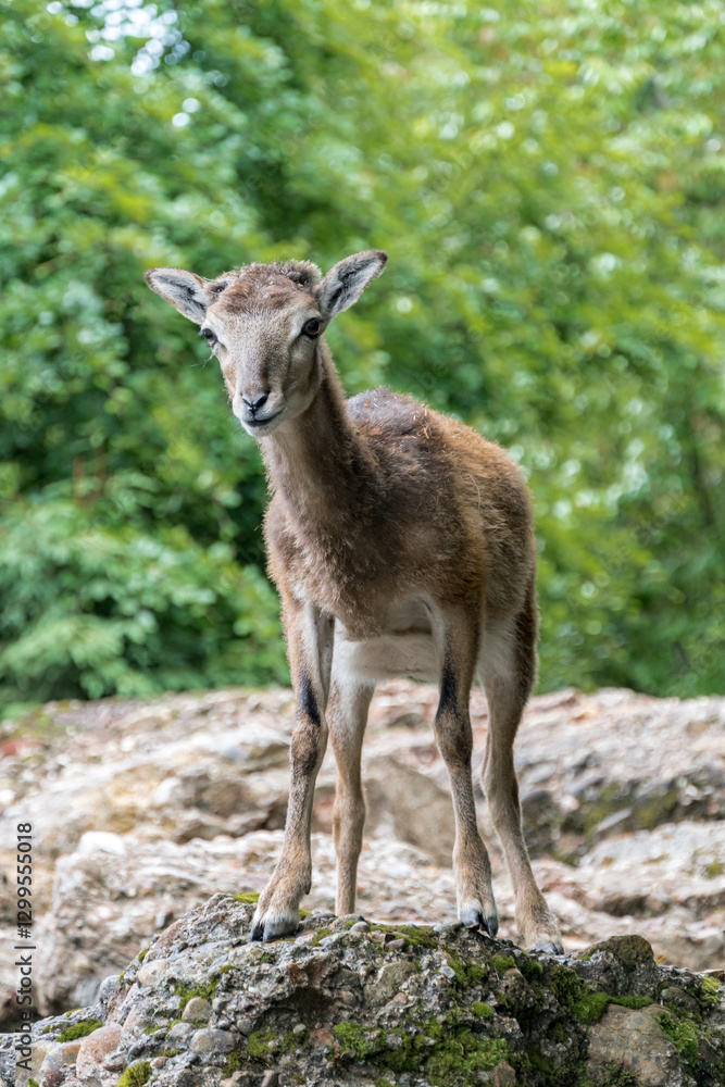 Alpine summer: Young mouflon standing on rocks in green forest Alpine summer: Young mouflon standing on rocks in green forest