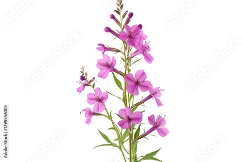 Wildflower AI Art Isolated In Clean Background