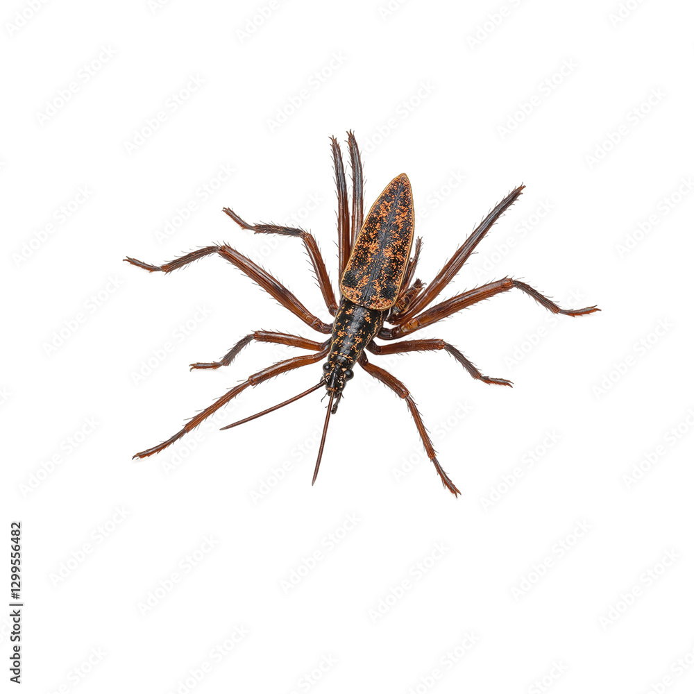 Detailed close up of an assassin bug on white background showing its menacing needle like rostrum poised for attack Detailed close up of an assassin bug on white background showing its menacing needle like rostrum poised for attack