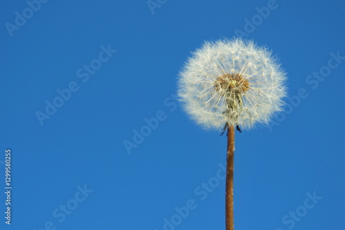 Wallpaper Mural Dandelion against a blue sky Torontodigital.ca