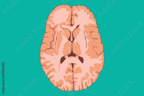 vertical cross sections through cerebrum. cross section of human brain. high side cross section. eps 10