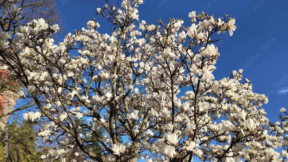 Blooming magnolia tree against blue sky Blooming magnolia tree against blue sky