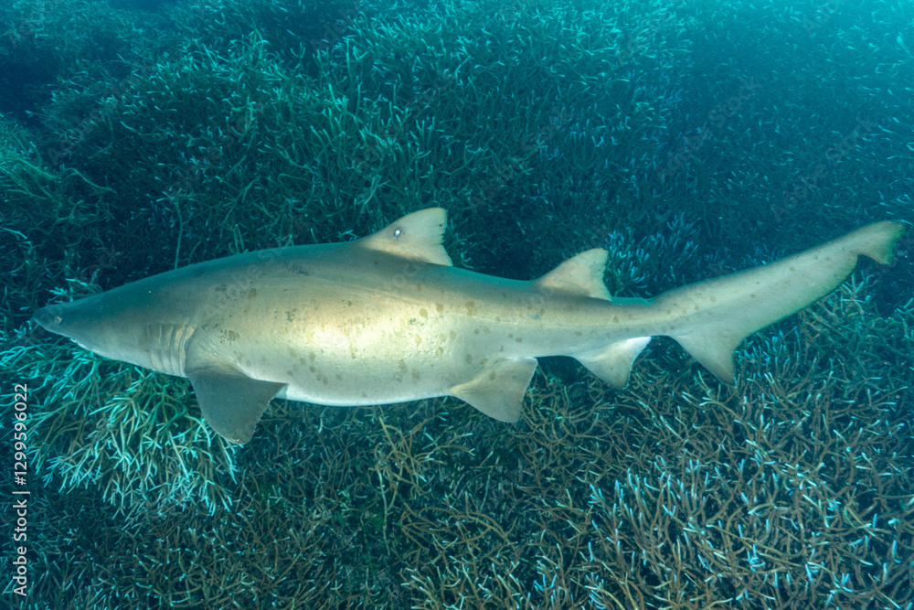 Fototapeta premium 白化したエダサンゴの群生を泳ぐシロワニ 小笠原