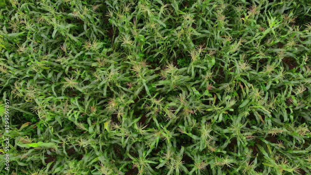 Top View on Corn Fields Surrounded by Tropical Forest and Mountains In San Luis Potosi, Mexico. Aerial Drone Shot.