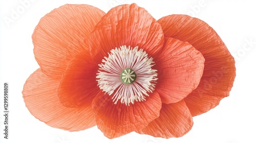 Wallpaper Mural Stunning Coral Poppy Flower Bloom  Botanical Close Up  Nature Photography Torontodigital.ca