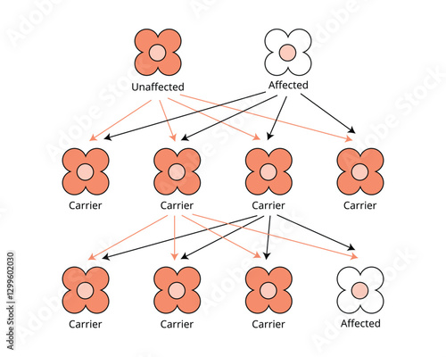 Mendelian genetics, the three possible genetic conditions for a trait inherited from affected, unaffected, carrier