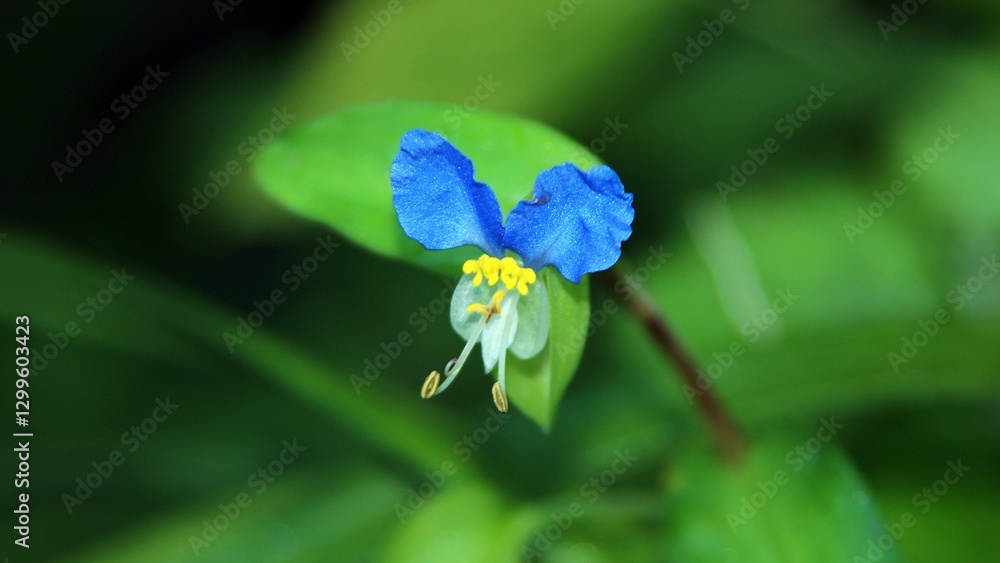 Fototapeta premium 봄에 피는 파란색 꽃, 닭의 장풀