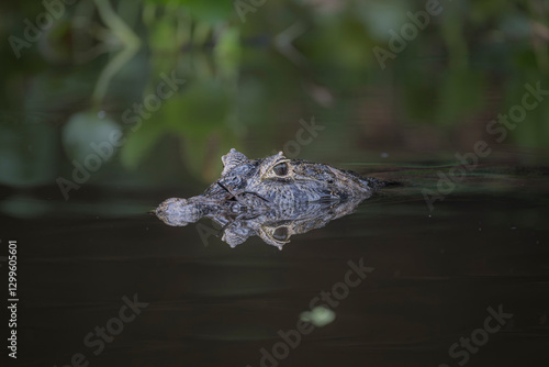 Caiman swimming in the black river in the Pantanal