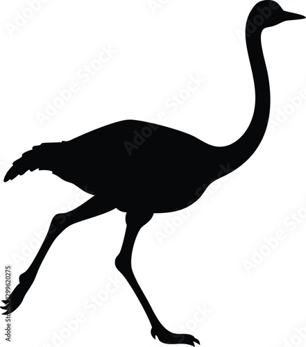 Running Ostrich black silhouette isolated on white background. Dynamic Silhouette of a Running Ostrich - Fastest Bird on Land Illustration.