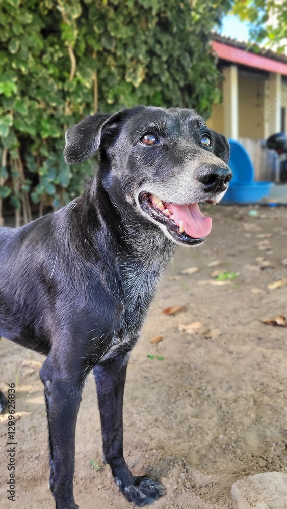 custom made wallpaper toronto digitalblack and white dog