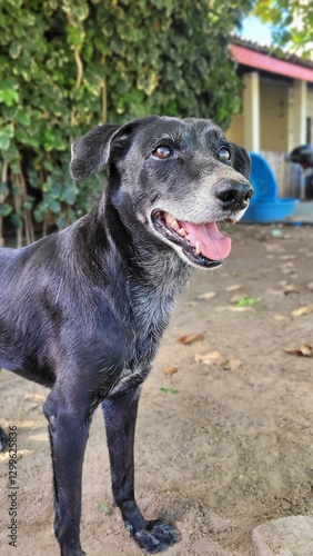 Wallpaper Mural black and white dog Torontodigital.ca