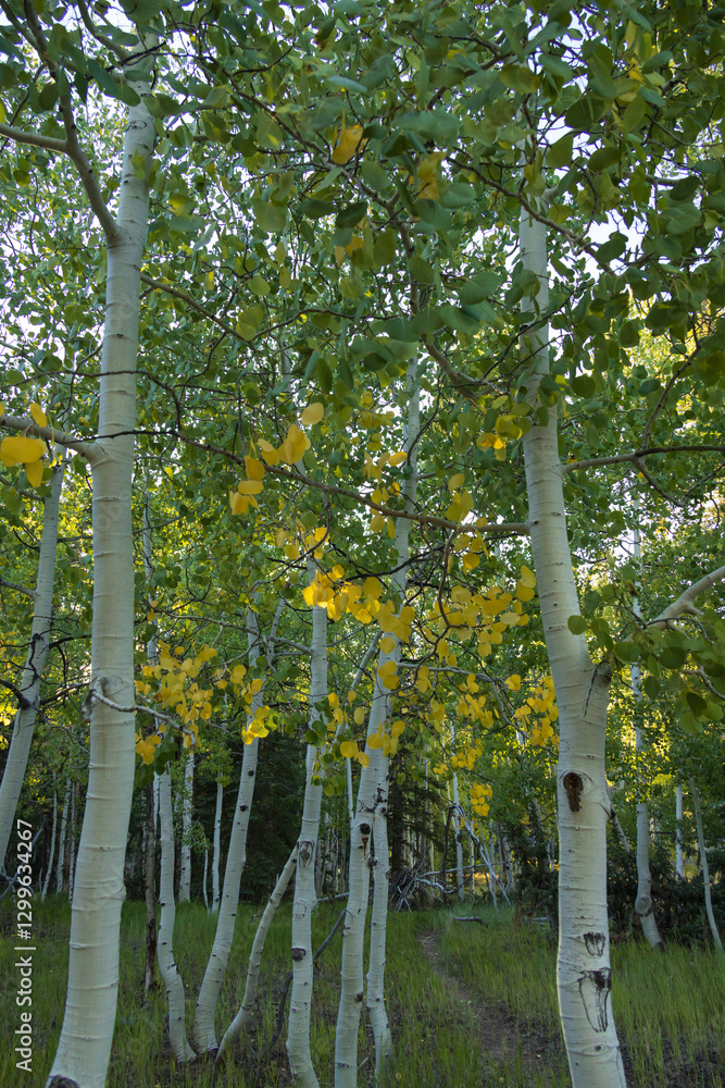 Aspen tree grove Aspen tree grove