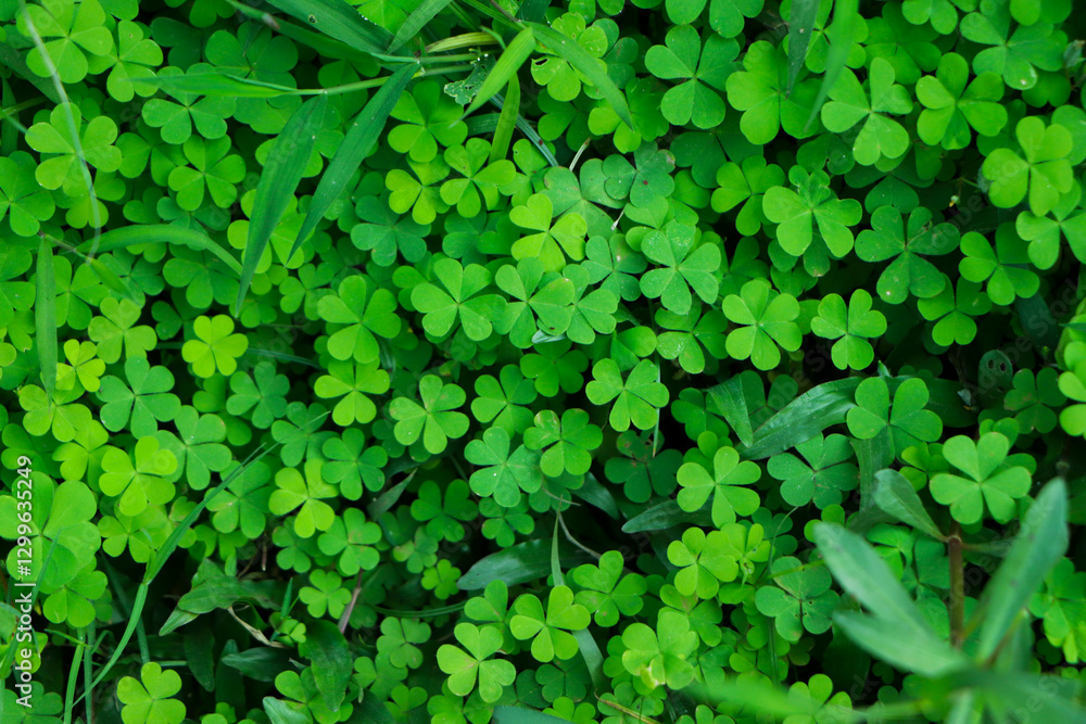 four leaf clover on green shamrock background four leaf clover on green shamrock background