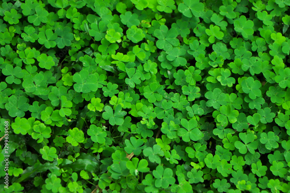 four leaf clover on green shamrock background four leaf clover on green shamrock background