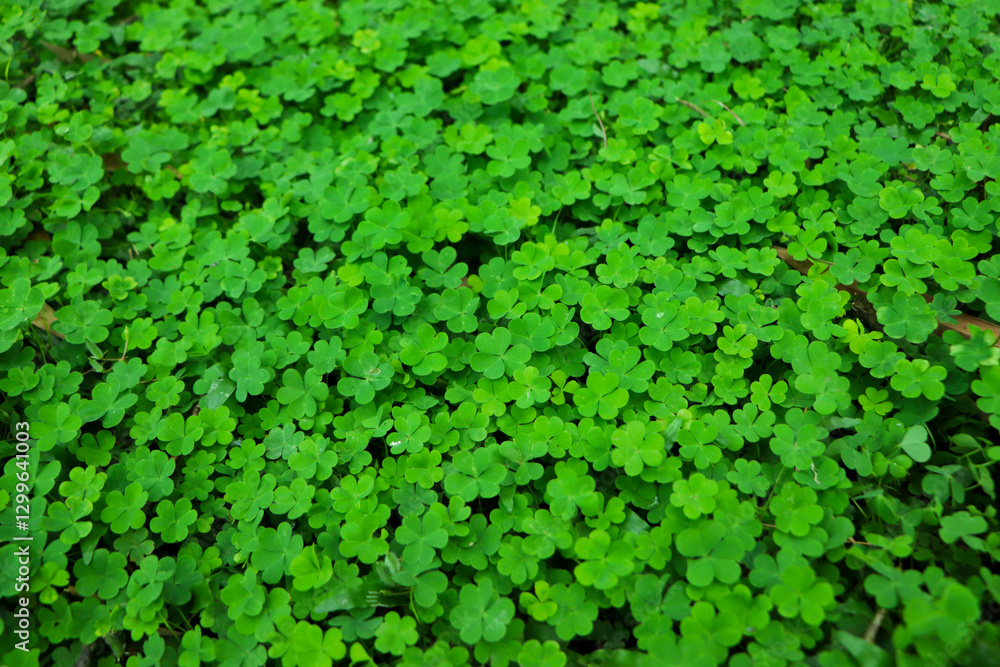 four leaf clover on green shamrock background four leaf clover on green shamrock background