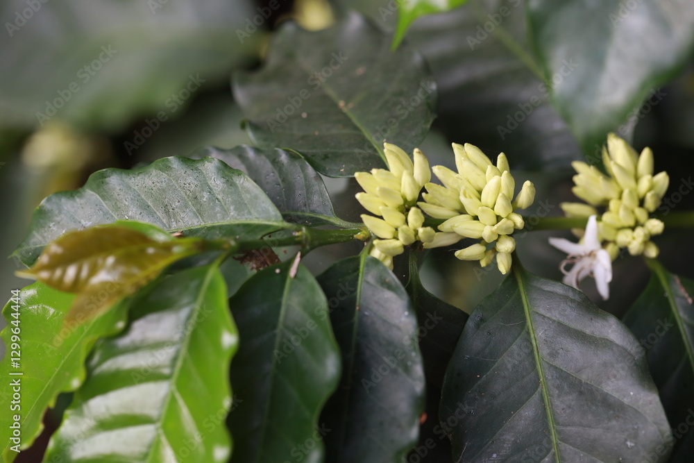 Fototapeta premium coffee flower plant farm beans on brance harvest red raw Coffee.green Robusta and arabica coffee berries by agriculturist hands,Worker Harvest arabica coffee berries on branch, agriculture concept.