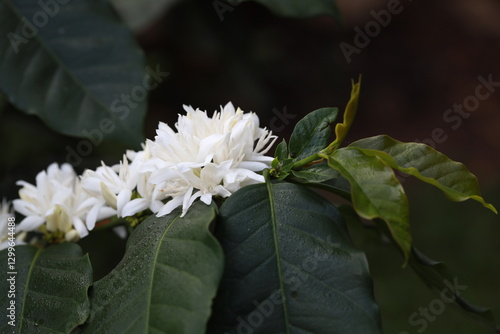 coffee flower plant farm beans on brance harvest red raw Coffee.green Robusta and arabica coffee berries by agriculturist hands,Worker Harvest arabica coffee berries on branch, agriculture concept.