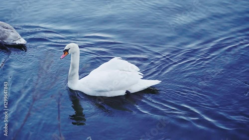 A serene white swan glides across deep blue water, creating gentle ripples. The elegant bird reflects in the calm, peaceful lake in the winter.
