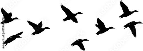 flock of flying ducks silhouette, isolated vector
