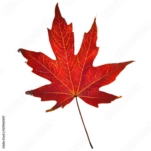 autumn maple leaf ; isolated on a transparent background	