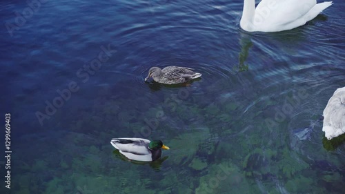 A male and female mallard duck swim alongside swans in a transparent lake, revealing underwater rocks and creating a peaceful scene.