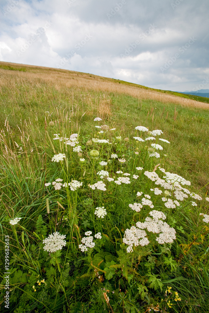 Fototapeta premium Max Patch, Appalachian Trail, Pisgah National Forest,