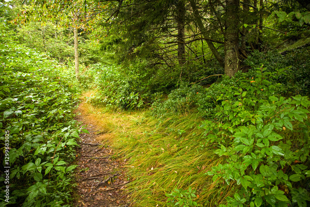 Trail, Shinning Rock Wilderness Area, Pisgah National Forest Trail, Shinning Rock Wilderness Area, Pisgah National Forest