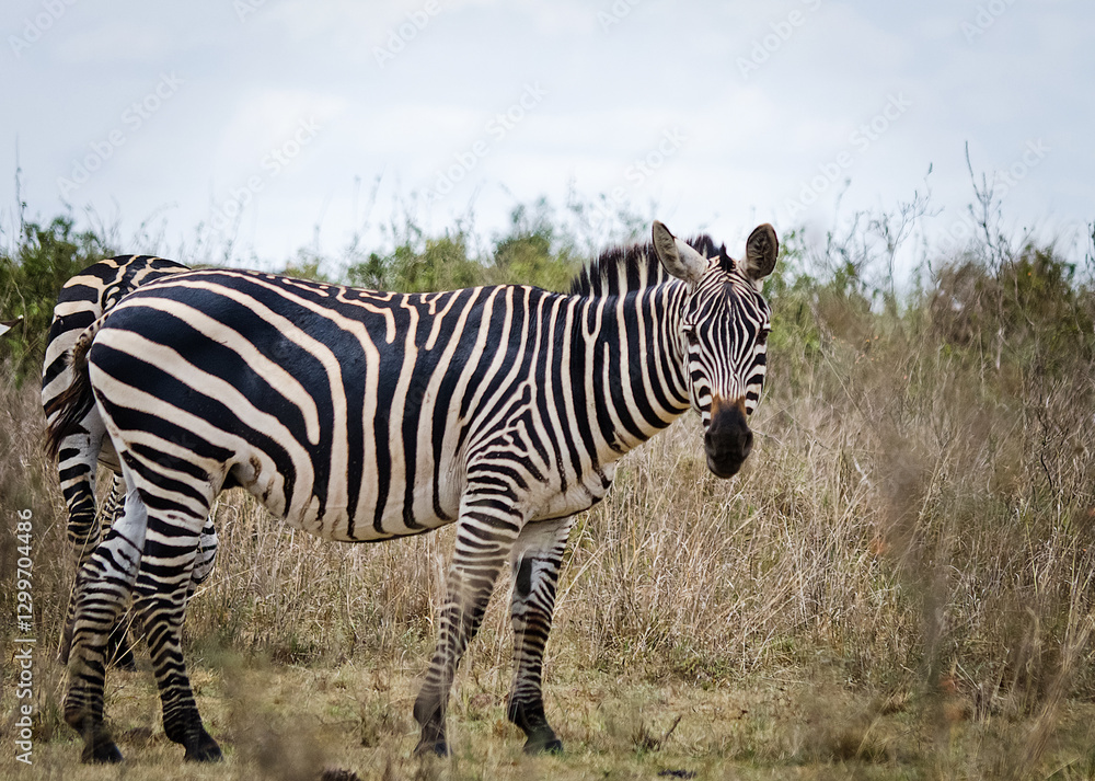 Obraz premium African zebra. Striped Horse in African savannas.