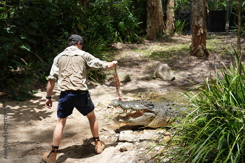 Large crocodile being fed, feeding chicken by handler, dangerous