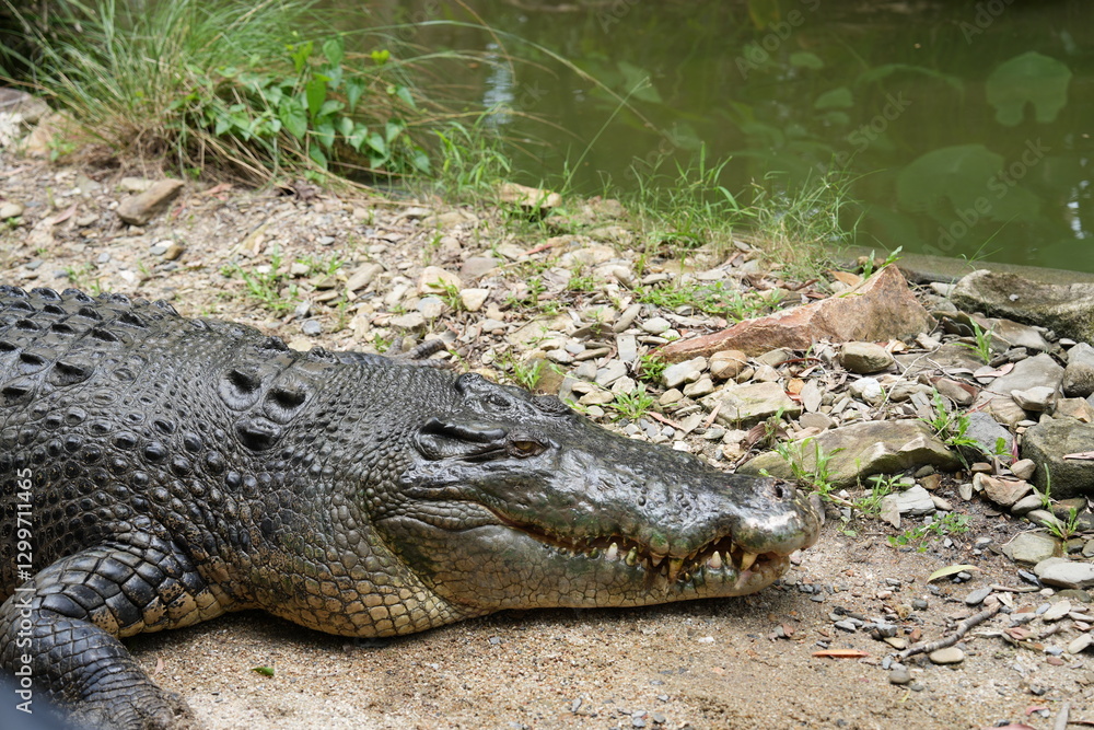 Crocodile wild wildlife Australian relaxing Crocodile wild wildlife Australian relaxing