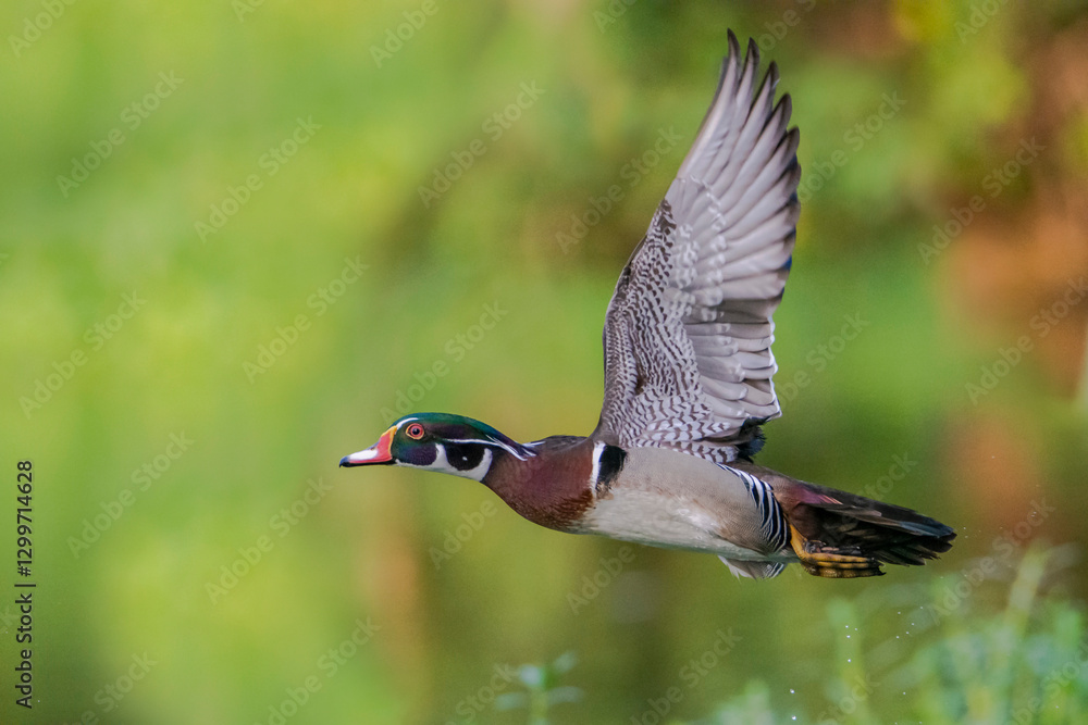 Obraz premium Male wood duck/ carolina duck (Aix sponsa) flying in beautiful light