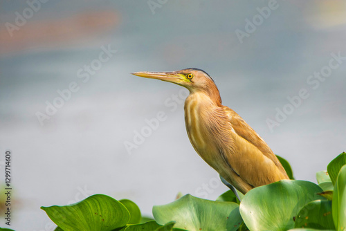 Yellow Bittern in green leaves 