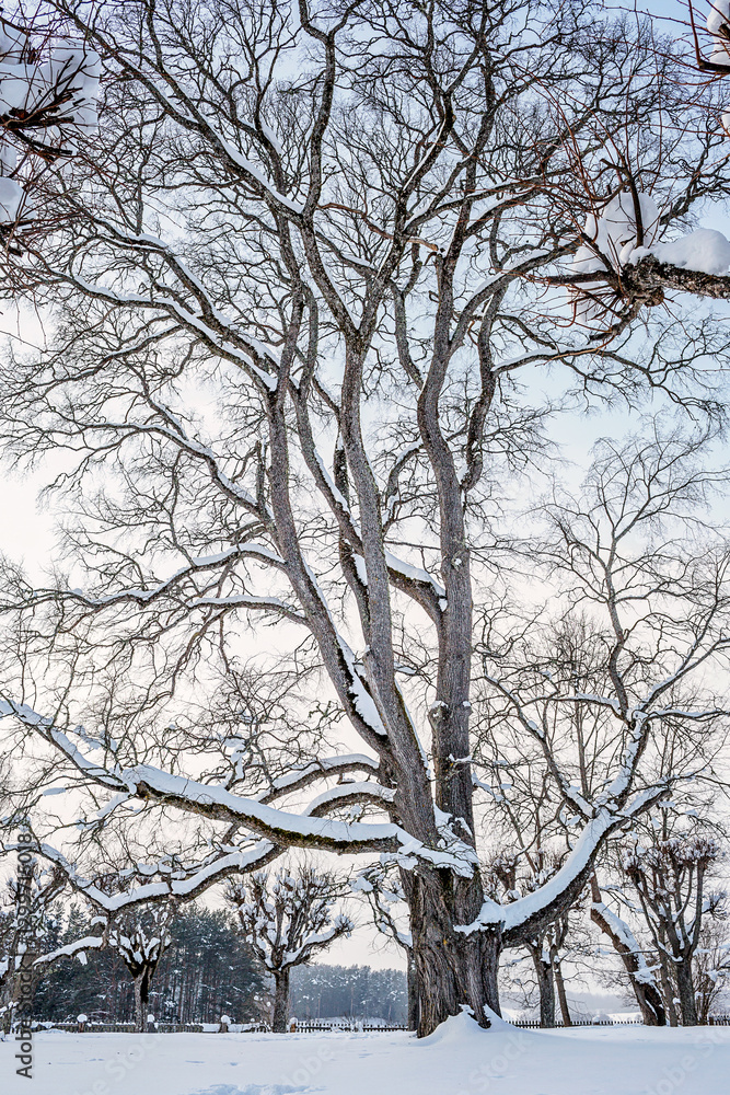 Big beautiful tree in winter frozen day Big beautiful tree in winter frozen day