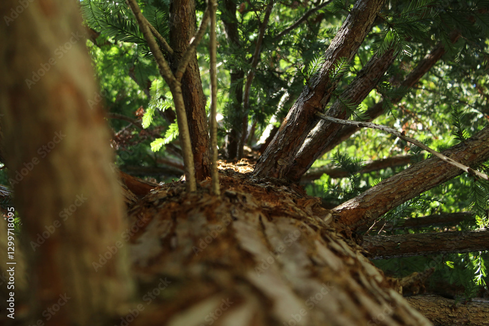 Obraz premium A tree's story 