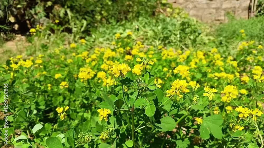 yellow fenugreek flower closeup in fenugreek farm yellow fenugreek flower closeup in fenugreek farm